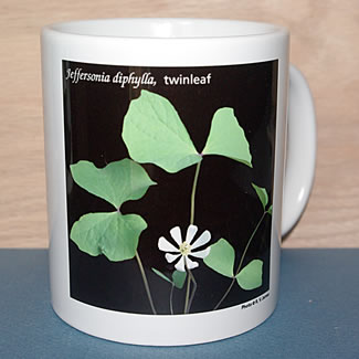 mug DS-126 6668.jpg